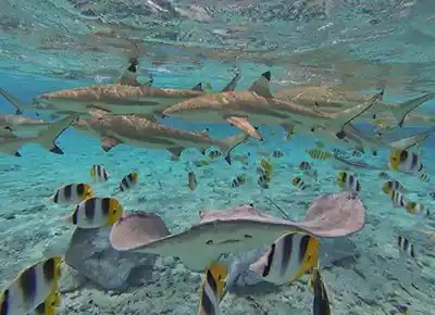 Acquario di Lisbona