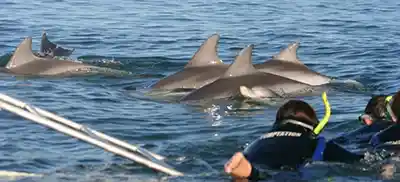 Adélaïde Australie Croisière et nage avec les dauphins mtt 1