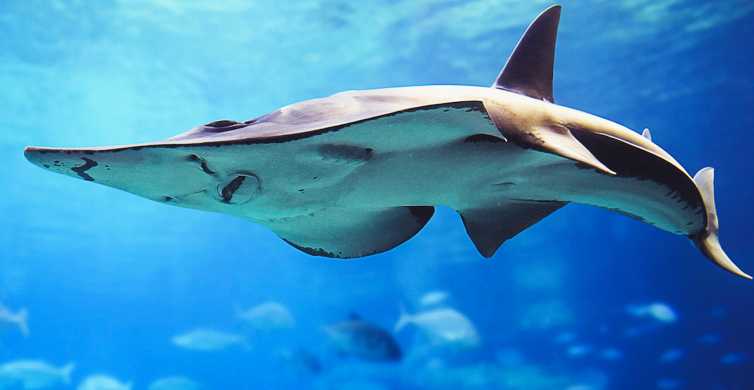 escale croisière Gênes aquarium dauphins