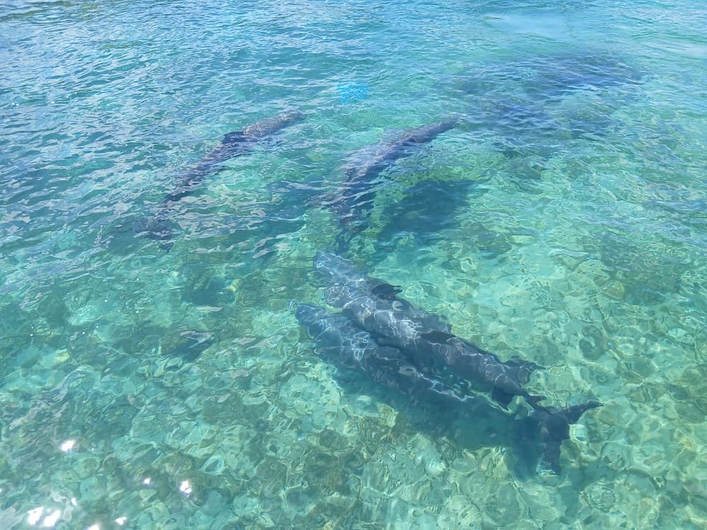 Escale croisière à Roatan (Honduras) : que faire ? Dauphins excursion