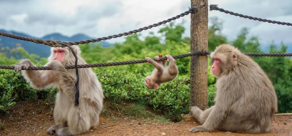 Escale croisière à Roatan (Honduras) : que faire ? Gumbalimba Park : Le paradis des animaux excursion paresseux singes