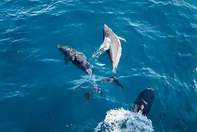 Escales croisière à Olbia 1