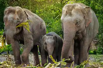 Ethical elephant sanctuary mtt