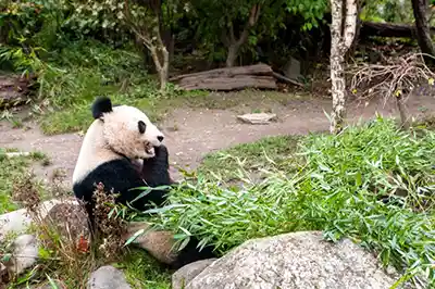 Jardin zoologique de Schönbrunn Vienne Autriche