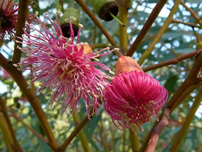 Le jardin botanique barcelone 1.webp