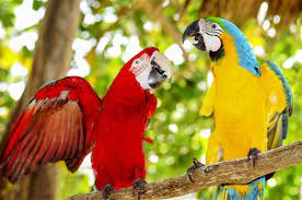 Punta Cana Manati Park singes mtt