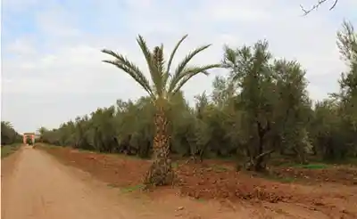 Marrakech - Les jardins de l_Agdal mtt 2