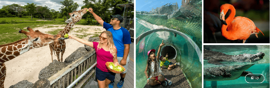 Miami cruise port excursions