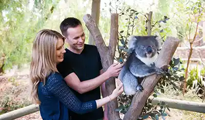 Croisière autour du monde - Guide complet Parc animalier de Cleland avec le sommet du Mont Lofty mtt 1