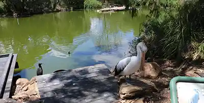 Croisière autour du monde - Guide complet Parc animalier de Cleland avec le sommet du Mont Lofty mtt 1