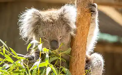 Parc animalier de Cleland avec le sommet du Mont Lofty mtt 1