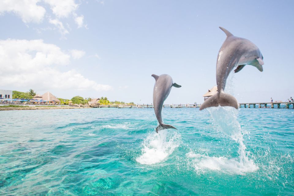 punta cana dauphins