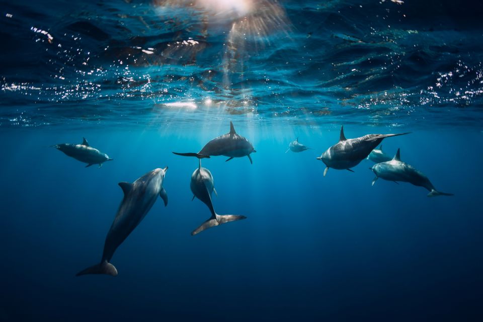 escale croisière Gênes aquarium dauphins
