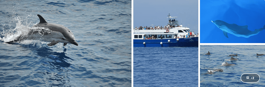Scalo di crociera a Genova Escursione nel Santuario Pelagos