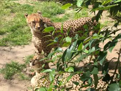 The Lisbon Zoological Garden 1