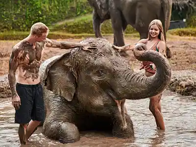 Croisière autour du monde - Guide complet Zoo de Bali – Soins des éléphants et bain de boue mtt 1
