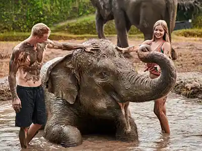 Zoo de Bali – Soins des éléphants et bain de boue mtt 1