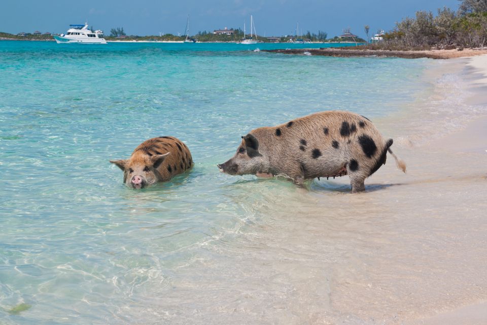 escale croisière Nassau cochon