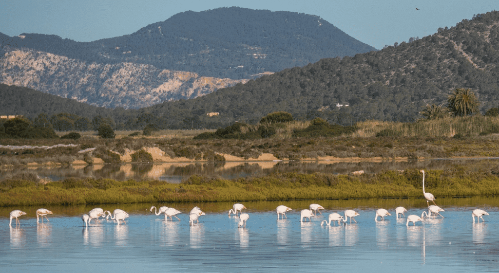 Ibiza travel guide Natural salt reserves