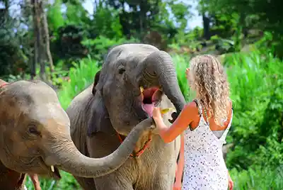 sanctuaire elephant thaïlande phuket 1