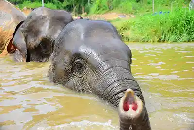 sanctuaire elephant thaïlande phuket 1
